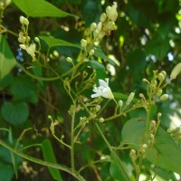 Poranopsis paniculata (Roxb.) Roberty